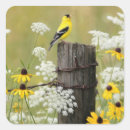 Search for goldfinch stickers Bird