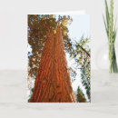 Search for sequoia cards California