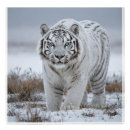 Search for white tiger art Snow