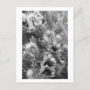 Search for prickly postcards Desert