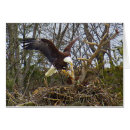 Search for spread eagle Bald