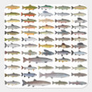 Search for ice fishing stickers Trout