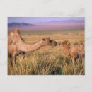 Search for bactrian postcards Nature