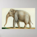 Search for indian elephant art Retro