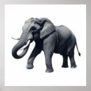 Search for tusks posters Nature