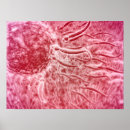 Search for female reproduction posters Biomedical illustrations