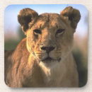 Search for lion king kitchen dining Lioness