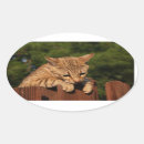 Search for feline oval stickers Kitten
