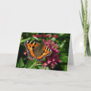 Search for bug pictures cards Butterfly