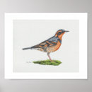 Search for thrushes posters Varied thrush