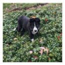 Search for collie posters Dogs