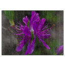 Search for azalea photography Close up