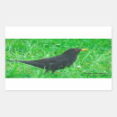 Search for blackbird stickers Wildlife