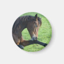 Search for grasses magnets Equine