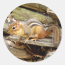 Search for chipmunks stickers Animal