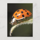 Search for leaf insect postcards Nature