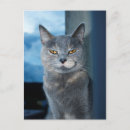 Search for cool cat postcards Feline