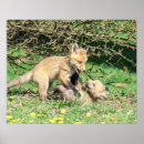 Search for fox pups posters Kit