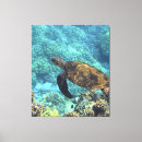 Search for turtle canvas prints Underwater