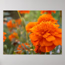 Search for marigold posters Nature