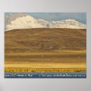 Search for bird migration posters Caerulescens