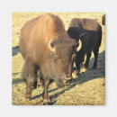 Search for bison magnets Herd