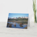 Search for grizzly bear cards Alaska