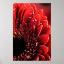 Search for blume posters Flower