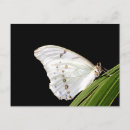 Search for white leaf postcards Wildlife