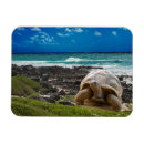 Search for sea turtle magnets Background