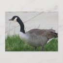 Search for side view postcards Nature