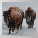 Search for bison posters Consumerproduct