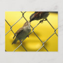 Search for baby birds postcards Photography