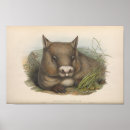 Search for rodents posters Retro
