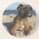 Search for boxer puppy coasters Dogs