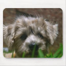 Search for pupppy Dog