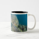 Search for green sea turtle mugs Swimming