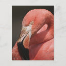 Search for flamingo postcards Wildlife