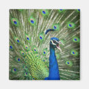 Search for peacocks magnets Animal