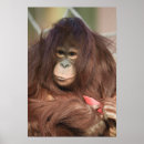 Search for orangutan posters Borneo