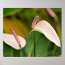 Search for anthurium posters Flowers