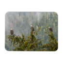 Search for resorts magnets Whitefish mountain resort