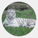 Search for bengal tiger stickers Nature