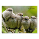 Search for cute and funny animal pictures posters Nature photography