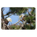 Search for bald eagles magnets Blue