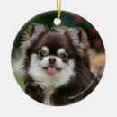 Search for long haired chihuahua christmas tree decorations Bob and pam langrish