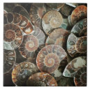 Search for ammonite home decor Spiral