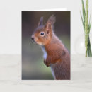 Search for red squirrel cards Wildlife