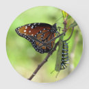 Search for caterpillar clocks Butterfly