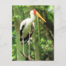 Search for beaks postcards Feathers